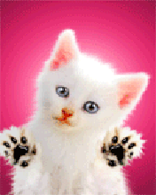 pic for cute cat